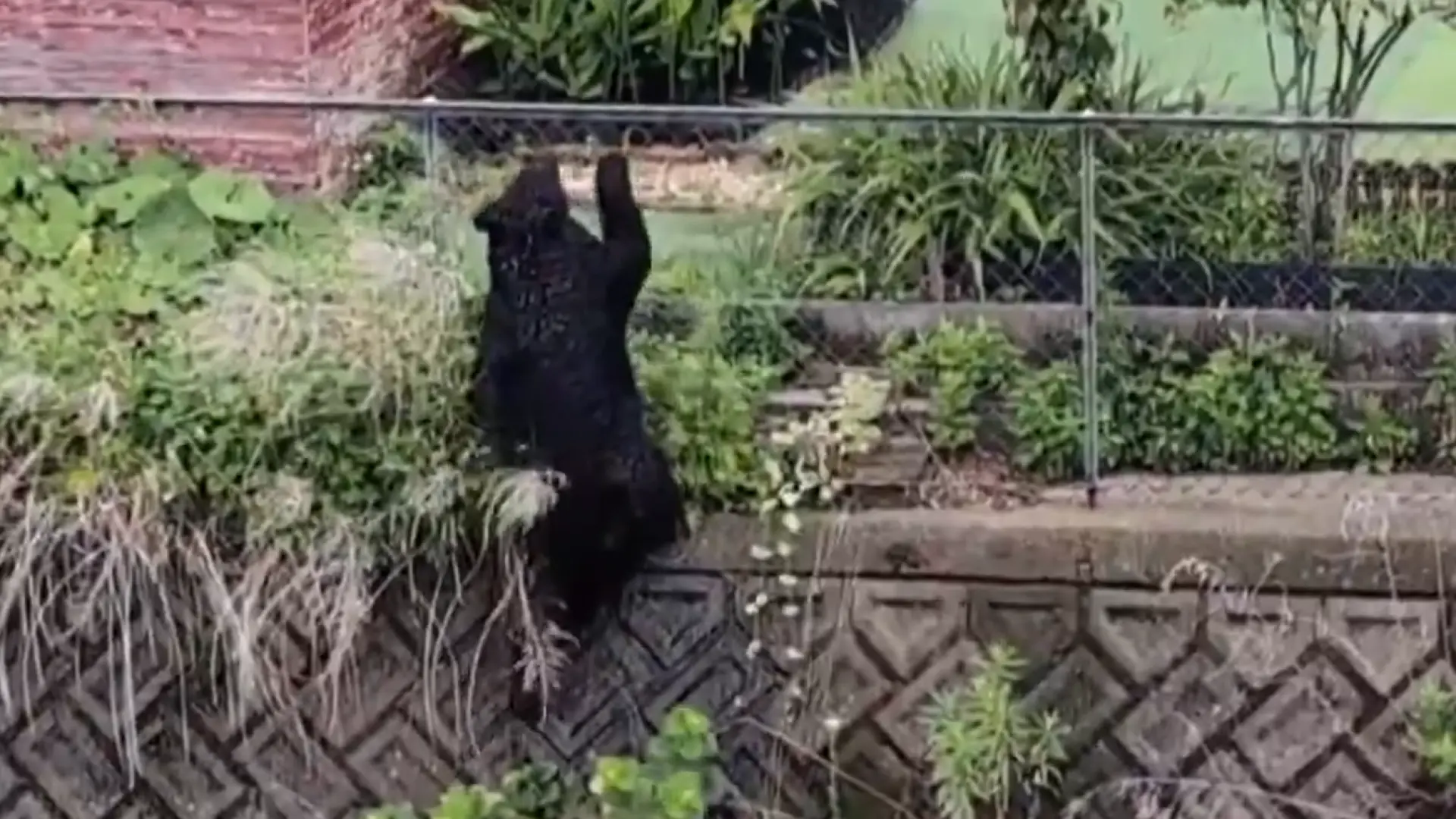 Capturan al oso que ha estado 'sembrando el terror' en Japón: mantuvo cerradas un centenar de escuelas durante varios días