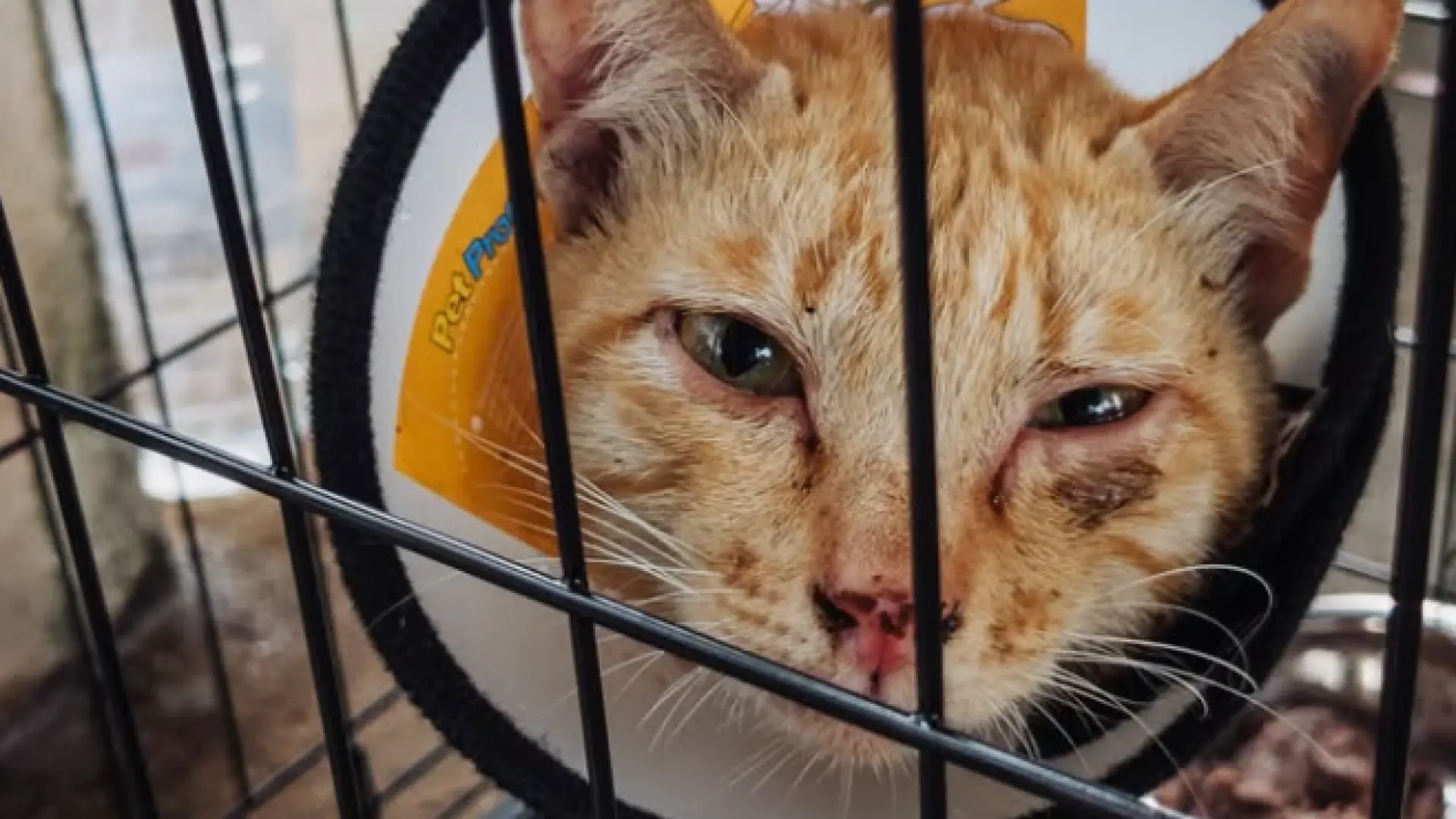 Rescatan a más de 400 gatos robados a familias y destinados al consumo humano tras una redada en Vietnam