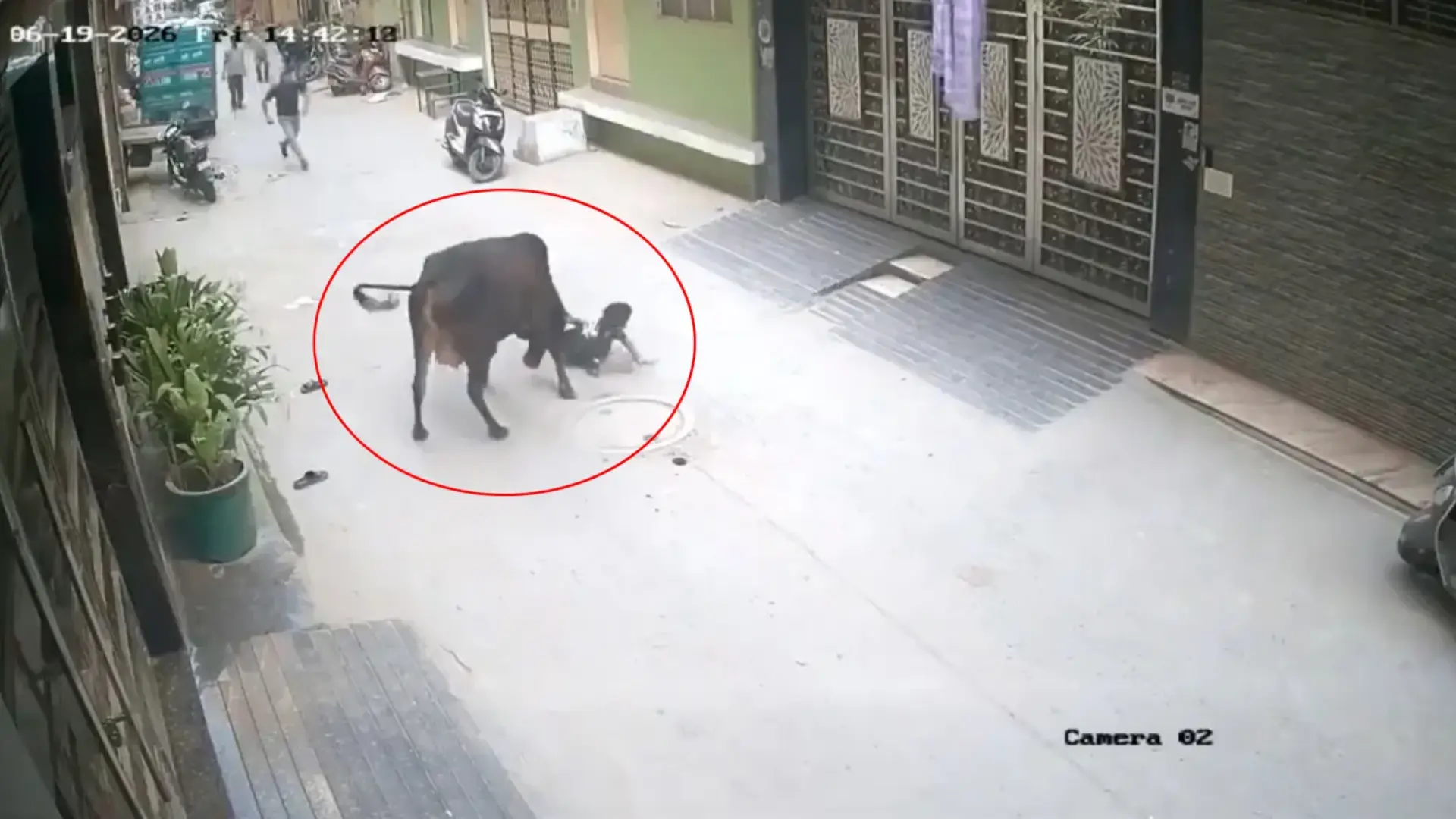 El momento en el que una vaca embiste y deja herido a un niño en la India hasta que un heroico testigo lo salva