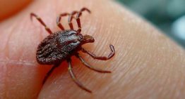 Fiebre hemorrágica: la enfermedad transmitida por garrapatas y que diseminan las aves migratorias (y no la inmigración, como dice Vox)