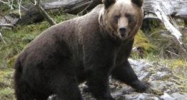 Un oso se escapa por las calles de Fukushima y hiere a cuatro personas
