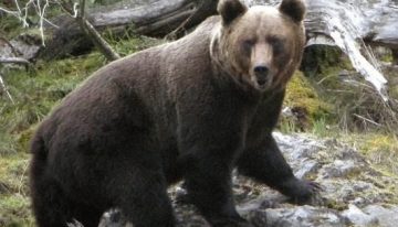 Un oso se escapa por las calles de Fukushima y hiere a cuatro personas