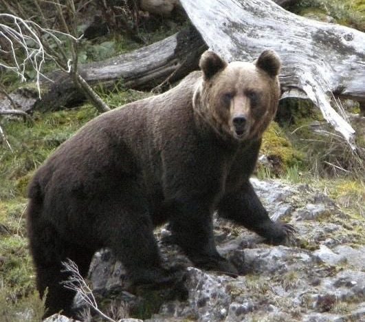 Un oso se escapa por las calles de Fukushima y hiere a cuatro personas