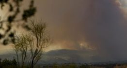 Investigan el uso de gatos vivos para propagar incendios en Italia