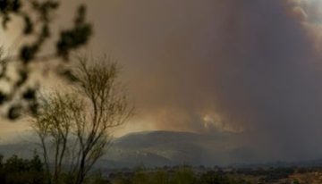 Investigan el uso de gatos vivos para propagar incendios en Italia