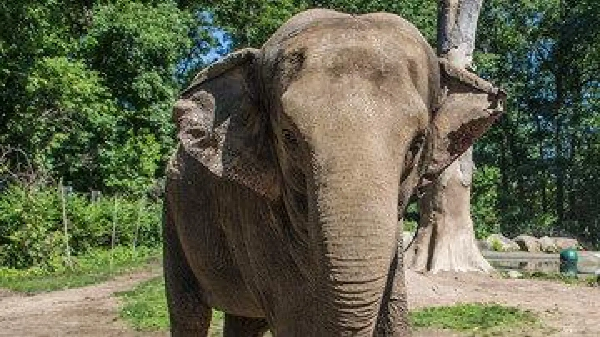 El Zoo del Bronx evalúa el futuro de Patty, el único elefante que queda en Nueva York