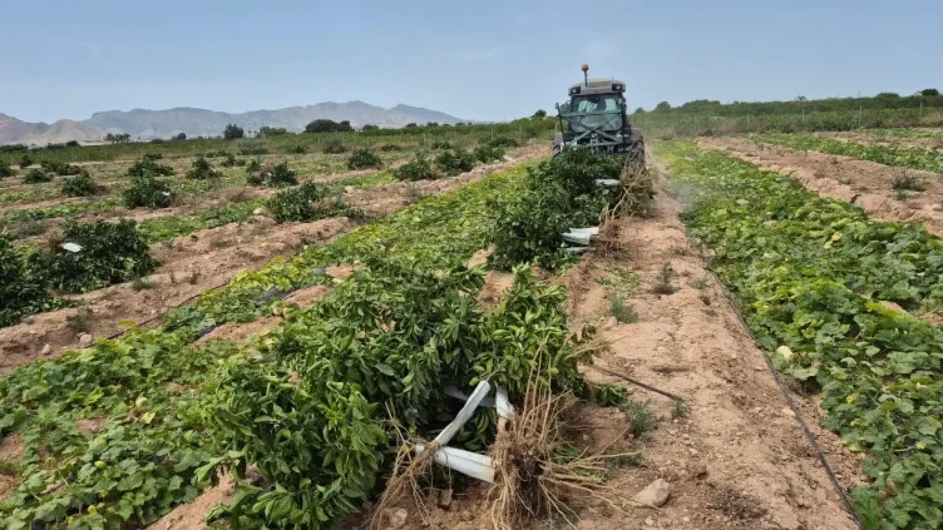 El virus que amenaza el liderazgo europeo de España en la producción de limón
