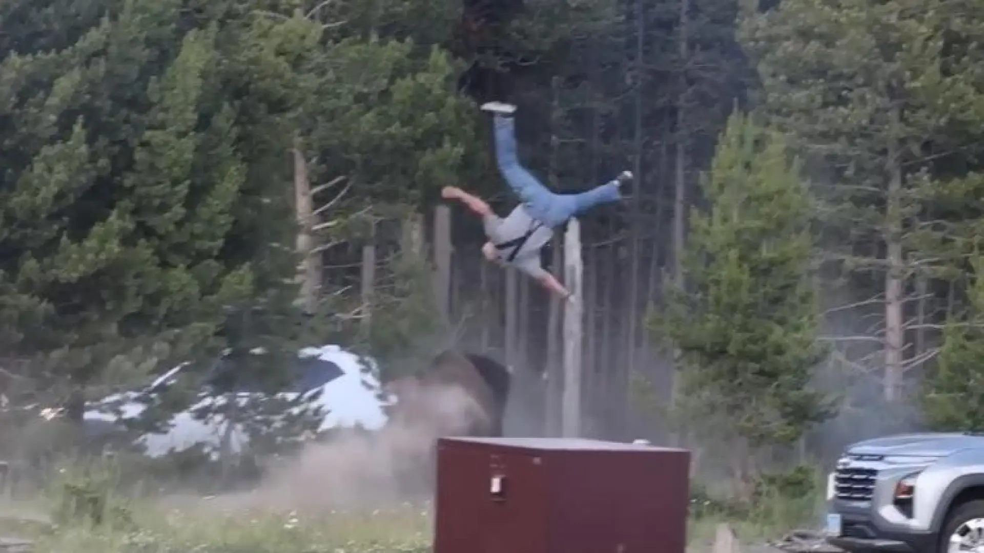 El momento en el que un bisonte arrolla a un anciano y lo lanza a tres metros de altura en el parque de Yellowstone