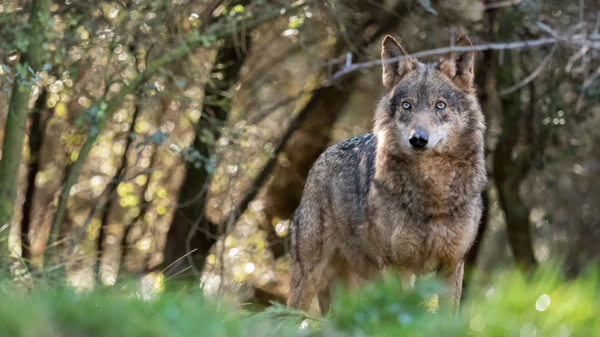 Lobos, conejos, jabalíes, osos… la fauna salvaje pone en jaque la viabilidad del campo español