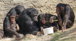 Los niños y los monos comparten una comprensión común de la geometría