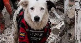 Tsunami, el héroe de cuatro patas que rescata supervivientes en Venezuela