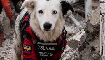 Tsunami, el héroe de cuatro patas que rescata supervivientes en Venezuela