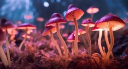 El mayor estudio sobre psicodélicos desmonta un mito: el cerebro no entra en caos, se reorganiza