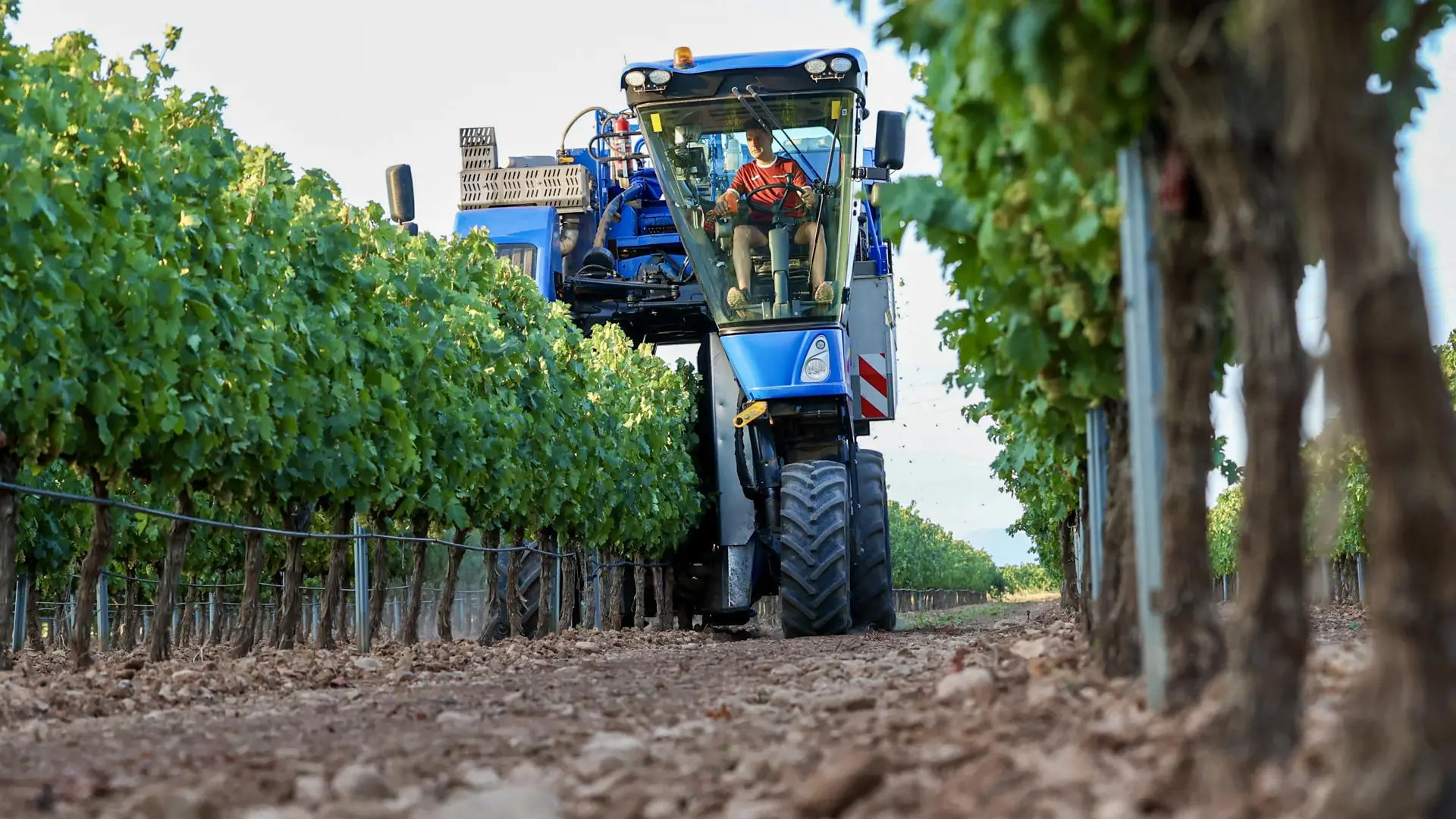 La vendimia más temprana de la historia arranca en plena crisis del consumo de vino
