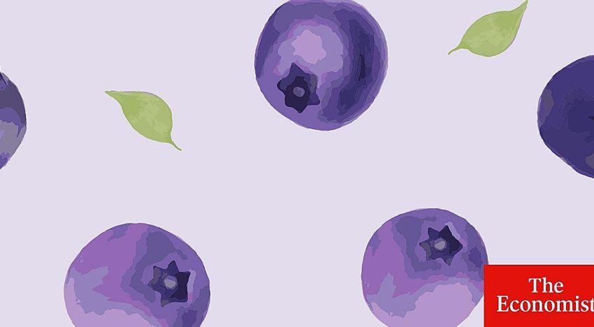 Olvídese del oro y del cobre: el último auge de África se centra en los arándanos y las naranjas