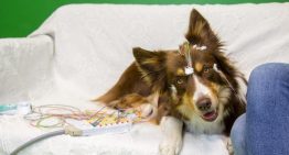 Tu cerebro y el de tu perro no son tan distintos: ambos detectan patrones complejos en el lenguaje