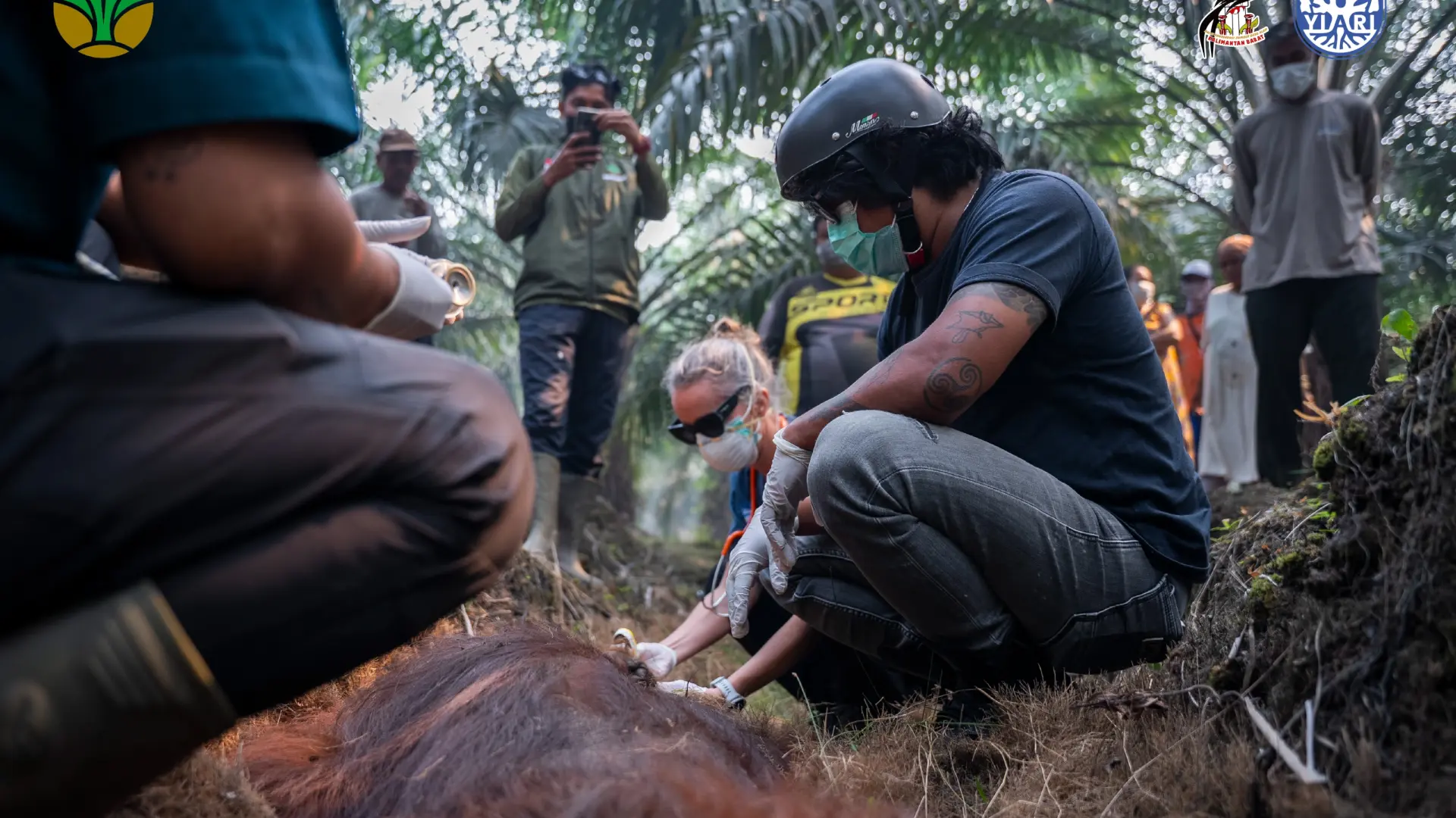 Muere Sampurna, un orangután de Borneo en peligro crítico de extinción: perdió la vida en los terribles incendios que arrasan Indonesia