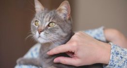 Ojo con los fármacos para la calvicie si tienes un gato: pueden causarle efectos cardiovasculares graves como taquicardias