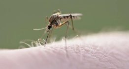 Virus shamonda: qué es, cómo se contagia y principales síntomas