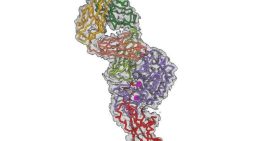 Un estudio liderado desde Barcelona revela cómo una bacteria intestinal burla una de las primeras defensas del organismo