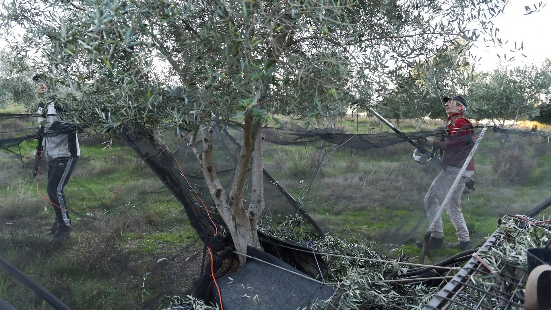 Los productores de aceite de oliva velan armas ante las previsiones de mayor cosecha y la falta de rentabilidad