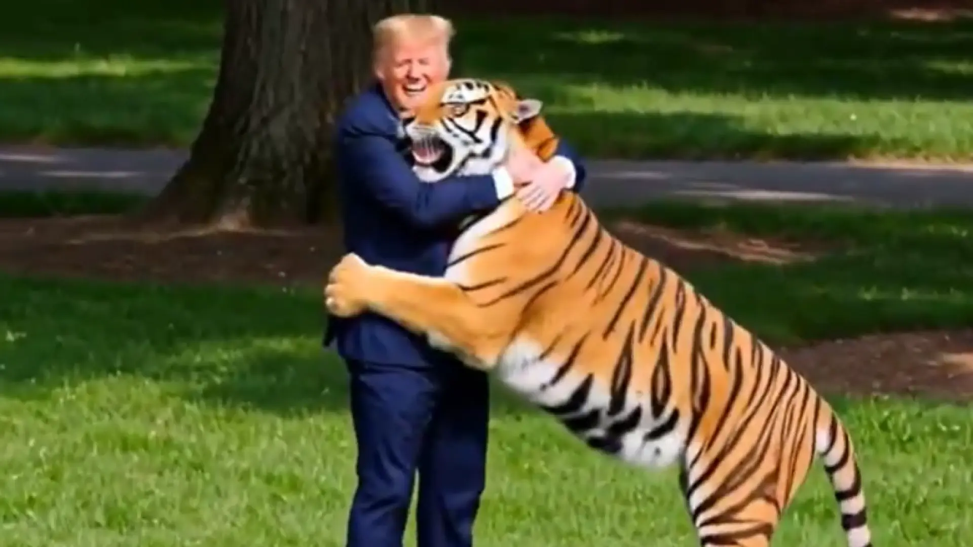 Trump se burla del ataque mortal de un tigre a un hombre en Reino Unido: «No te metas nunca con la naturaleza»