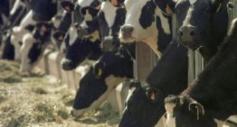 Detectado el virus shamonda en tres explotaciones de vacuno de leche de Girona
