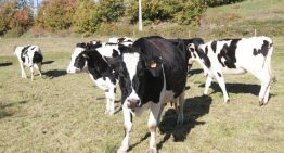 Agricultura pide calma ante el virus de Shamonda, con positivos en animales en Girona, Córdoba, Toledo, Cantabria, Madrid y Ávila