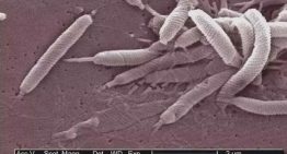 'Helicobacter pylori': estos son los síntomas de la bacteria que afecta a casi la mitad de la población y puede permanecer oculta durante años