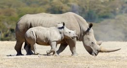 ¿Es ético modificar el ADN de animales y plantas para salvar especies y restaurar la naturaleza? Europa estudia los riesgos