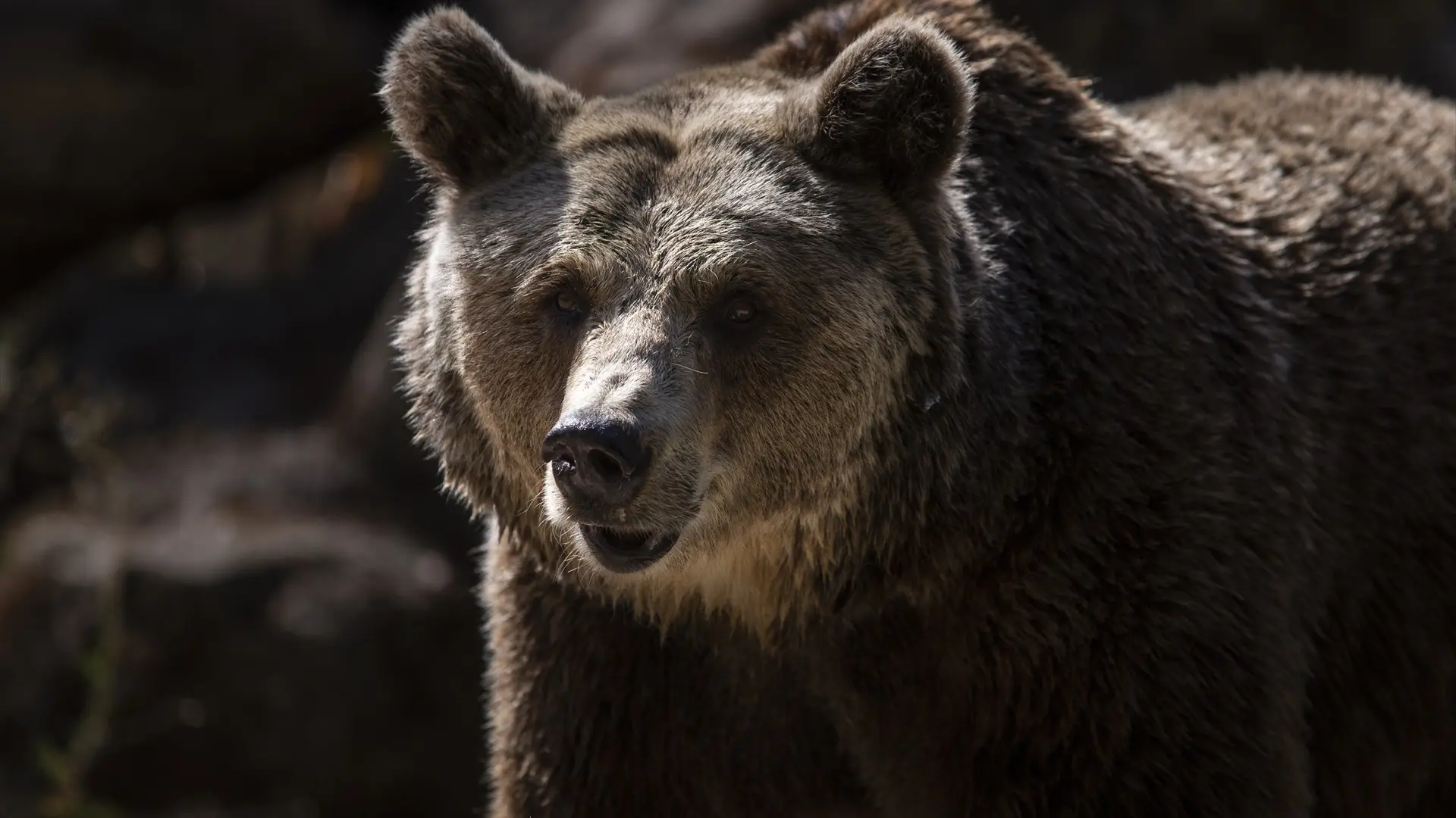 Un joven sobrevive al ataque de un oso en Rusia después de que le explotara el móvil en el momento en el que el animal le mordía