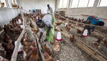 Palestina en la ONU, gripe aviar, Guatemala… Las noticias del jueves