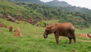 Cantabria ha logrado romper las estadísticas mundiales en un campo insospechado: la cría de elefantes africanos