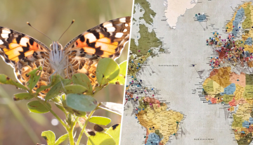 En 2013, un investigador catalán descubrió una mariposa en un lugar en el que no debía estar. La explicación estaba 4.200 km de distancia