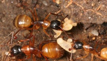 Las hormigas carpinteras cuentan con «cirujanas» que amputan las extremidades heridas