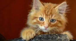 Por qué los gatos naranjas son (aún más) especiales: descubierta la enigmática mutación genética que explica por qué hay felinos dorados