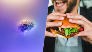 Llevábamos años intentando saber para qué servían los neuroestrógenos. Acabamos de descubrir una pista: regulan el apetito