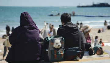 En España hay millones de mascotas y familias deseando viajar con ellas. Hay quien ya ha visto un negocio millonario