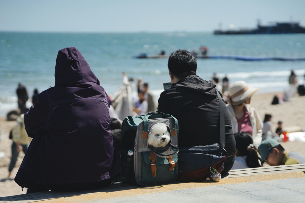 En España hay millones de mascotas y familias deseando viajar con ellas. Hay quien ya ha visto un negocio millonario