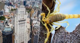 La urbanización salvaje, el calor y las cucarachas han convertido Brasil en el destino perfecto de una criatura: el escorpión