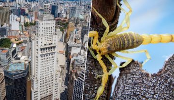 La urbanización salvaje, el calor y las cucarachas han convertido Brasil en el destino perfecto de una criatura: el escorpión