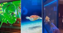 LG SIGNATURE OLED T, primeras impresiones: una tele transparente de 50.000 euros que rompe las reglas porque puede