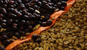 El café de especialidad es caro y hay algo que lo encarece más aún: quitarle la cafeína