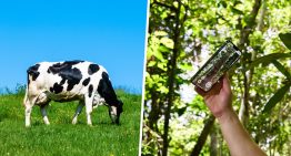 Durante décadas fue pasto para hamburguesas. Apple ha encontrado la forma de hacer que vuelvan los bosques y que sea buen negocio