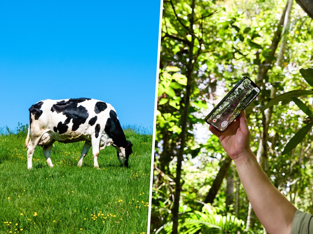 Durante décadas fue pasto para hamburguesas. Apple ha encontrado la forma de hacer que vuelvan los bosques y que sea buen negocio