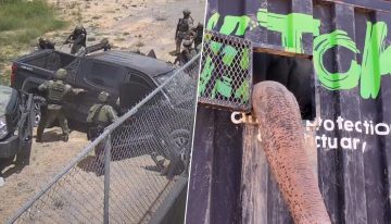 Sinaloa se ha convertido en un lugar tan violento que hasta los animales huyen de allí