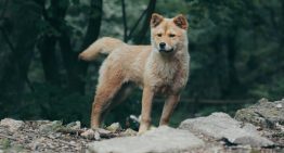 Los huesos rotos de un perro de hace 16.000 años cuentan una importante historia: ya era nuestra mascota