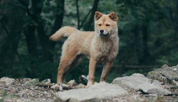 Los huesos rotos de un perro de hace 16.000 años cuentan una importante historia: ya era nuestra mascota