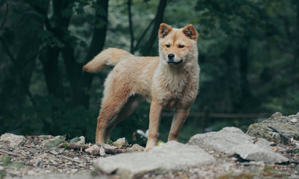 Los huesos rotos de un perro de hace 16.000 años cuentan una importante historia: ya era nuestra mascota