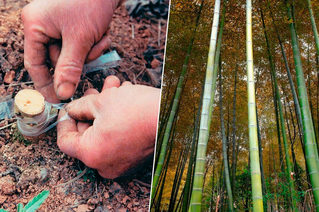 El petróleo moderno no inventó nada. China ya extraía gas natural hace 2.000 años y lo transportaba por tuberías de bambú